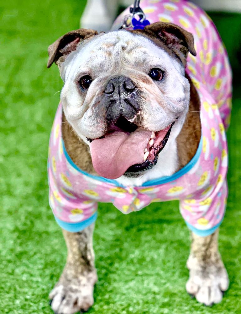 FIDO Updated September 2024 42 Photos 1951 Granville Pike