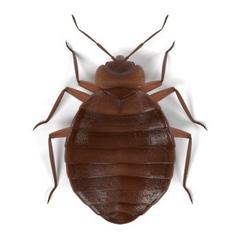 Terminix - Pest Control Near Me - Downers Grove, Illinois