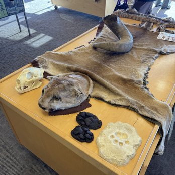 Eleven53 Interpretive Center - Leopard or cougar or some type of cat taxidermy - Museums Near Me - Mammoth Lakes, California Eleven53 Interpretive Center - Leopard or cougar or some type of cat taxidermy - Museums Near Me - Mammoth Lakes, California