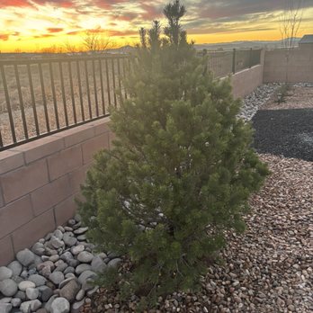 Otero Brothers Landscaping - Piñon Pine - Landscape Architects or Designers Near Me - Albuquerque, New Mexico Otero Brothers Landscaping - Piñon Pine - Landscape Architects or Designers Near Me - Albuquerque, New Mexico