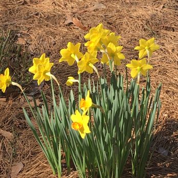 Kiroli Park - Flowers in February - Venues & Event Spaces Near Me - West Monroe, Louisiana Kiroli Park - Flowers in February - Venues & Event Spaces Near Me - West Monroe, Louisiana