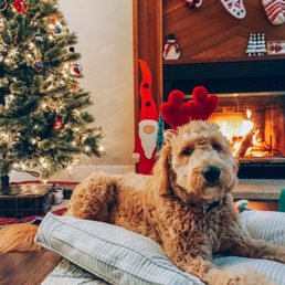 Picture of my dog I showed the groomer as an example who how I wanted his hair cut Picture of my dog I showed the groomer as an example who how I wanted his hair cut