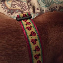 Super cute very high quality ladybug collar for our puppy girl!!