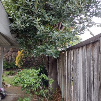 Mendoza's Professional Tree Service - Bay Laurel Tree- Before - Tree Services Near Me Mendoza's Professional Tree Service - Bay Laurel Tree- Before - Tree Services Near Me