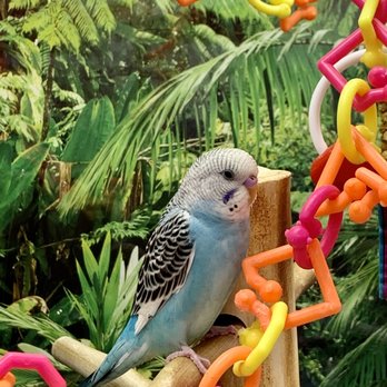 Petco - Pet Training Near Me - Pearland, Texas Petco - Pet Training Near Me - Pearland, Texas