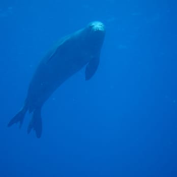 Bubbles Below Scuba Charters, Inc - Hawaiian Monk Seal off of Niihau. These photos don't do this dive justice! - Boating Near Me - Eleele, Hawaii Bubbles Below Scuba Charters, Inc - Hawaiian Monk Seal off of Niihau. These photos don't do this dive justice! - Boating Near Me - Eleele, Hawaii