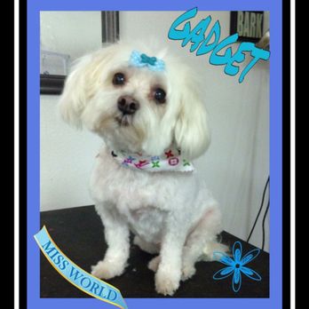 Ashton Grooming - Here is our Gadget who crossed rainbow bridge. Ashton Grooming is the only groomer she ever loved. - Pet Groomers Near Me - Tehachapi, California
