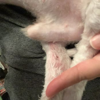 Cali K9 - My puppy suffered from rashes due to knots, broken skin. They spent six hours on cleaning and grooming him at the groomer. - Pet Training Near Me - San Jose, California