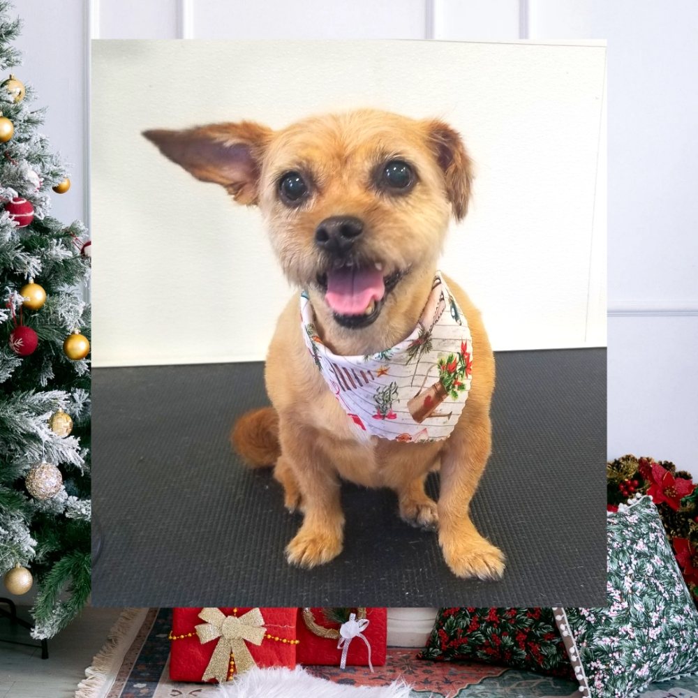 POSH PET PARLOUR Updated September 2024 Cape Coral, Florida Pet