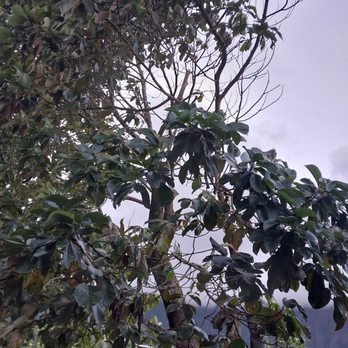 Tree Brothers Hawaii - Tree Services Near Me