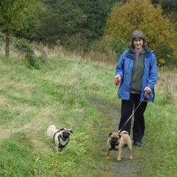 S & J Pet Services Dog Walking and Pet Care