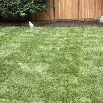 G&E Landscape Contractor - Backyard with new fence G&E built - Landscaping Near Me G&E Landscape Contractor - Backyard with new fence G&E built - Landscaping Near Me