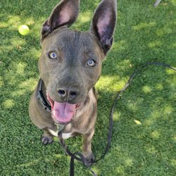 Anubis Alpha Dog Training