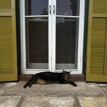 Ernest Hemingway Home - This was by far the most unbothered cat there - Museums Near Me - Key West, Florida Ernest Hemingway Home - This was by far the most unbothered cat there - Museums Near Me - Key West, Florida