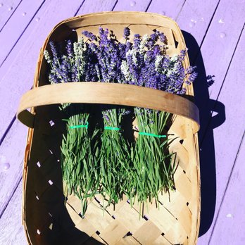 Purple Haze Lavender Farm - Flowers & Gifts Near Me - Sequim, Washington Purple Haze Lavender Farm - Flowers & Gifts Near Me - Sequim, Washington