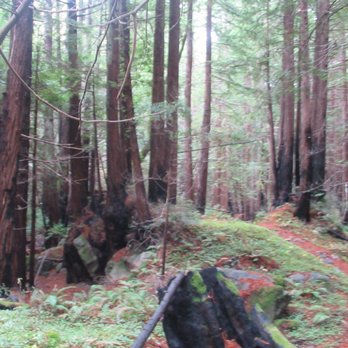 Limekiln State Park - Campgrounds Near Me - Big Sur, California