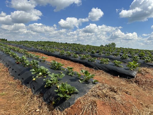Southern Belle Farm by null