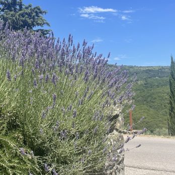 Fattoria Castello del Trebbio - Agriturismi Near Me - Pontassieve, PO
