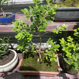 Bonsai Tree Bonsai Tree