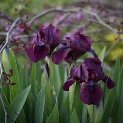 Avant Gardens - Dwarf Bearded iris