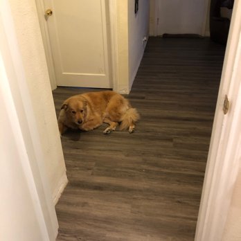 Carpet Liquidators - Floors are durable enough for my pup. - Carpeting Near Me - Kirkland, Washington Carpet Liquidators - Floors are durable enough for my pup. - Carpeting Near Me - Kirkland, Washington