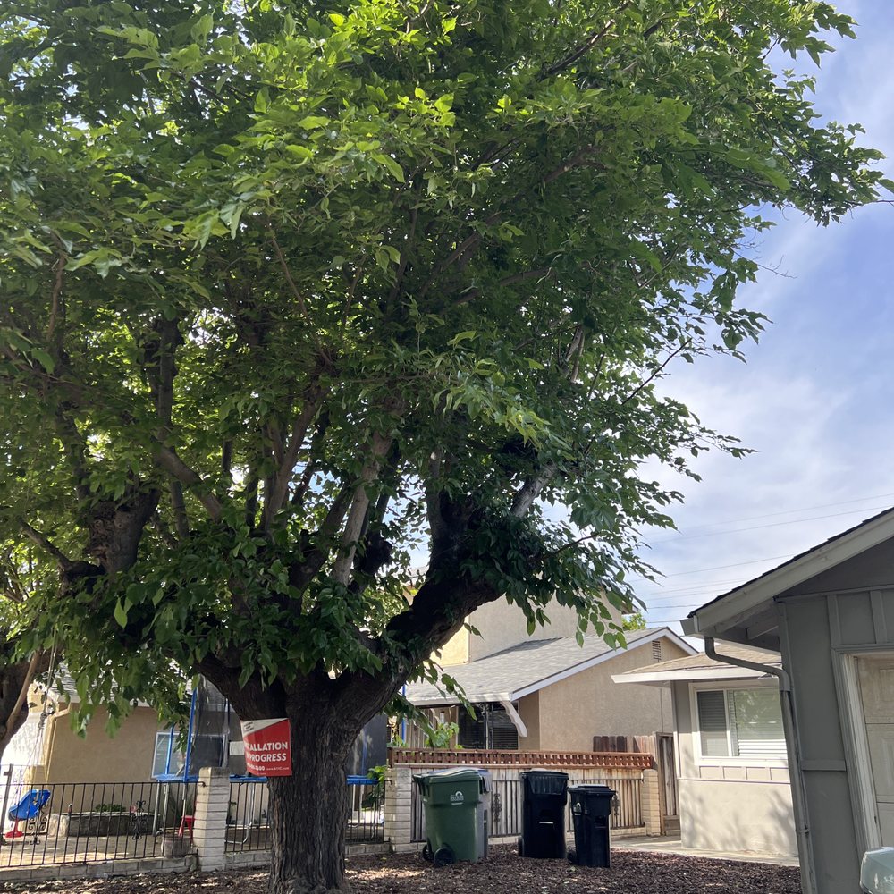 Nature Care Tree Specialist - After - Tree Services Near Me Nature Care Tree Specialist - After - Tree Services Near Me