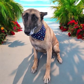 Dee-O-Gee's Mobile Grooming - Pet Groomers Near Me