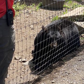 North American Bear Center - Zoos Near Me - Ely, Minnesota North American Bear Center - Zoos Near Me - Ely, Minnesota