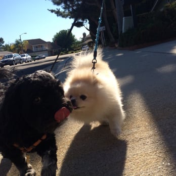 Diamond Bar Dogs - Dog Walkers Near Me