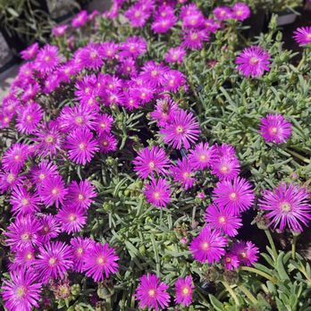 Cloverdale Nursery - Nurseries & Gardening Near Me - Boise, Idaho Cloverdale Nursery - Nurseries & Gardening Near Me - Boise, Idaho