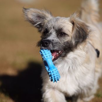 Dog Gone Seattle - Pet Adoption Near Me