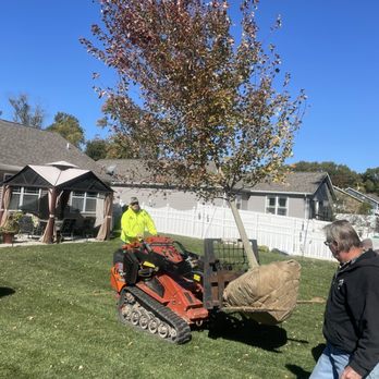 Crain's Tree Farm & Nursery - Large Red Maple - Nurseries & Gardening Near Me - Caseyville, Illinois Crain's Tree Farm & Nursery - Large Red Maple - Nurseries & Gardening Near Me - Caseyville, Illinois