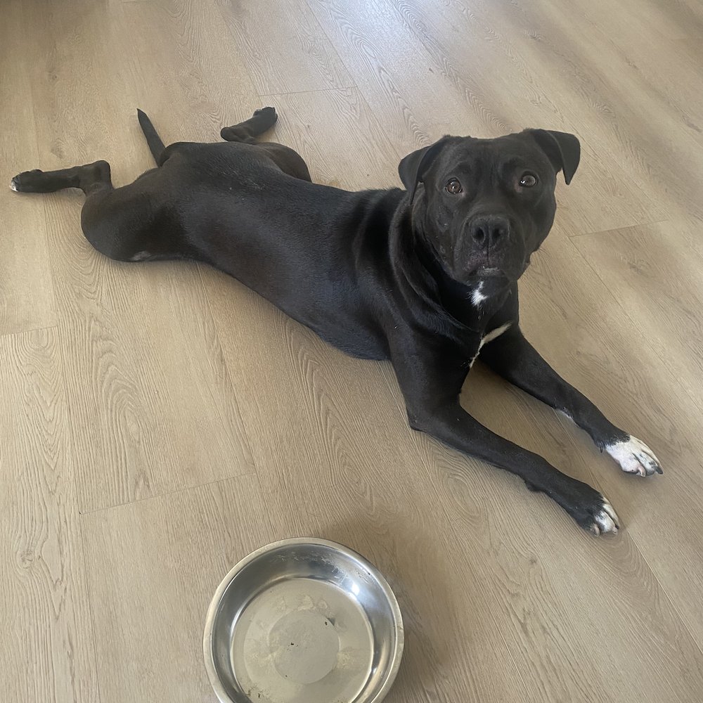 Yee paw - When Stella needed to be hand feed for a week - Dog Walkers Near Me Yee paw - When Stella needed to be hand feed for a week - Dog Walkers Near Me