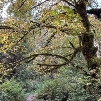 Maple Glade Rain Forest Trailhead - Some fall colors beginning (Sept 9th) - Parks Near Me