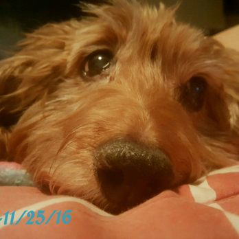 Caring Pathways - Denver Metro - Rest peacefully my boy - Veterinarians Near Me Caring Pathways - Denver Metro - Rest peacefully my boy - Veterinarians Near Me