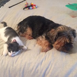 Boo napping with a rescue kitty