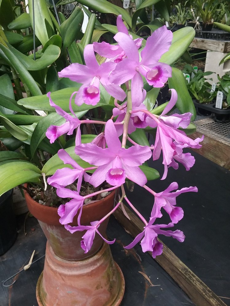 ST. PETE ORCHID FARM Updated August 2024 52 Photos 1228 15th St N