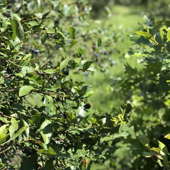 Moorhead's Blueberry Farm - Fresh Blueberries - Pick Your Own Farms Near Me - Conroe, Texas Moorhead's Blueberry Farm - Fresh Blueberries - Pick Your Own Farms Near Me - Conroe, Texas