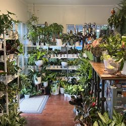 Larch Garden - Houseplants