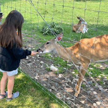 Deer Ranch - Amusement Parks Near Me - Saint Ignace, Michigan Deer Ranch - Amusement Parks Near Me - Saint Ignace, Michigan