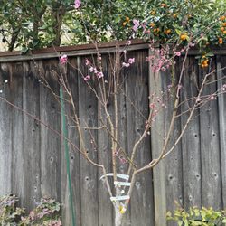 Wegman's Nursery - 2 year old very healthy peach multi graft