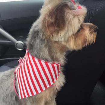 A Stylish Pet - Pet Services Near Me - Chicago, Illinois A Stylish Pet - Pet Services Near Me - Chicago, Illinois