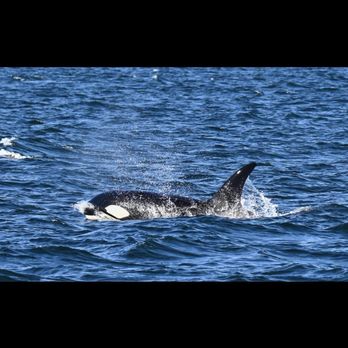 Puget Sound Express - Orca spotted - Boat Charters Near Me - Port Townsend, Washington