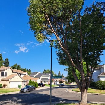 Elk Grove Tree Service - streetlight now visable - Tree Services Near Me Elk Grove Tree Service - streetlight now visable - Tree Services Near Me
