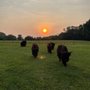 Photo of Deep Draw Yak Ranch