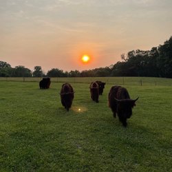 Deep Draw Yak Ranch - Yaks at sunset