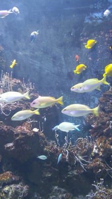 Acquario di Livorno by null