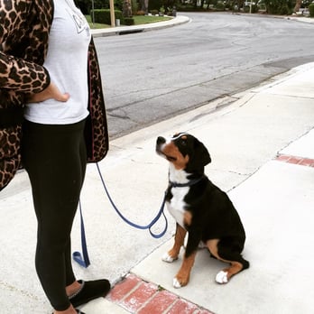 3 Dog Training - Pet Training Near Me 3 Dog Training - Pet Training Near Me
