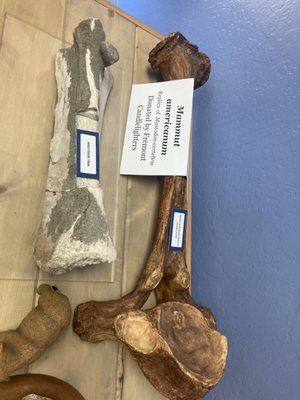 Children's Natural History Museum by null