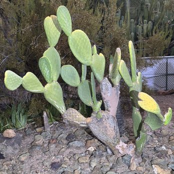 Desert Botanical Garden - Botanical Gardens Near Me - Phoenix, Arizona